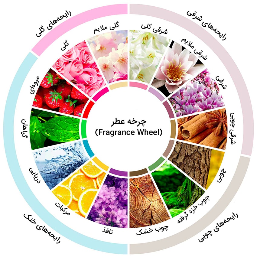 بهترین عطر زنانه چرخه عطر، نت شروع نت میانی نت پایانی